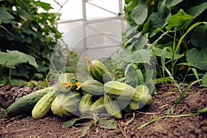 The first crop of cucumbers harvested on its home plot