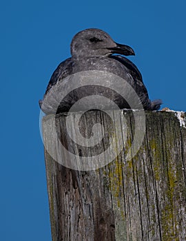 First Cycle Western Gull