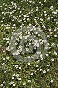 First daisy flowers in the spring time