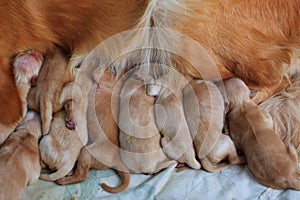 First day of golden retriever puppies