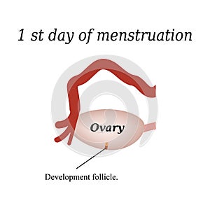 The first day of menstruation - the development of