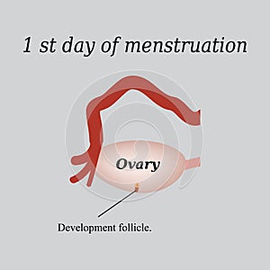 The first day of menstruation - the development of