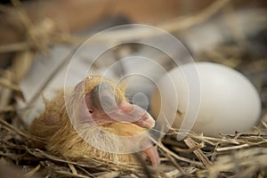 First day of pigeon bird hatching in home loft