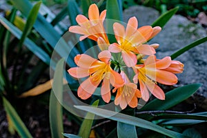 Tangerine Flowers