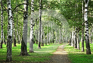 First days of autumn in the morning sunny birch forest