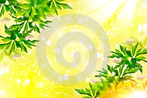 The first delicate spring flower snowdrop