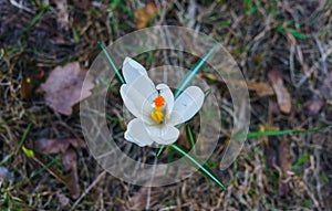 The first, delicate white crocus flower in early spring