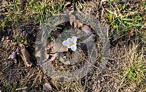 The first, delicate white crocus flower in early spring