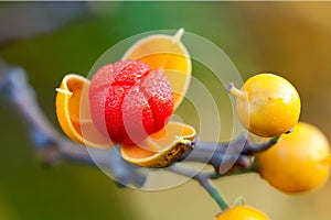 First dew covered bittersweet berry opens wide