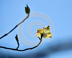 The first dogwood bloom in April Jenningsville PA