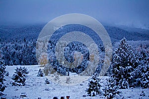 Dusting of Snow on Pines and Aspens of the Season