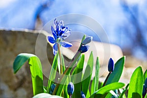 The first early spring flowers of Siberian Squill Scilla siberica in the garden. Flowers close-up.