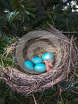 First egg hatched