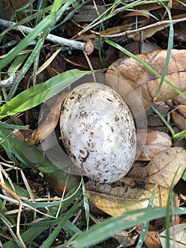 First egg laid by a Duclair duck