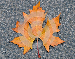 First fall leaf