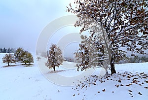 The first fall of snow. Yellow birch leaves in the snow