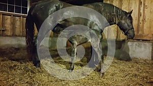 First feeding for a newborn baby foal