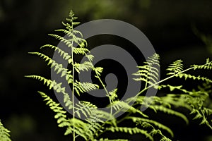 First ferns