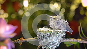 The First Flight of the Baby Hummingbird, brief hovering above the nest