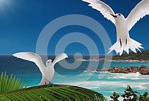First flight. Birds, islands of Seychelles.