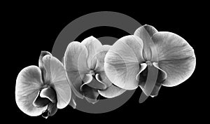 First floor black and White flowers orchidee
