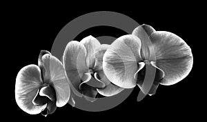 First floor minimal black and white flowers orchidee