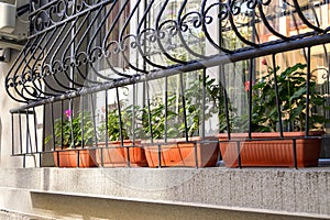 First floor window decorated with metal forged lattice and blooming geraniums or pelargoniums in brown flower pots. On a sunny