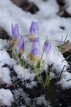 First flower Crocus in the snow-covered garden in snow