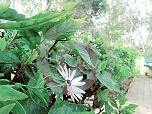 First flower of its kind, greatshot