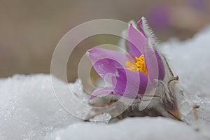 The first flower Pulsatilla grandis