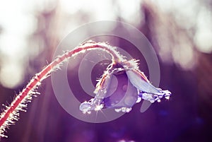 The first flower of spring