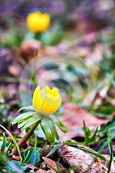 First flowering winterling in spring