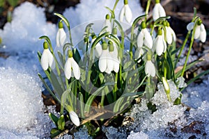 The first flowers against the snow