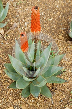 First flowers of Aloe arborescens photo