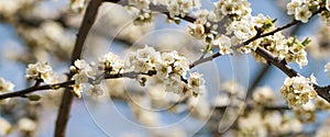 First flowers bloomig tree of plum