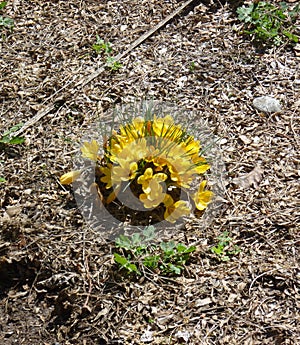 The first flowers, Canada,  Toronto