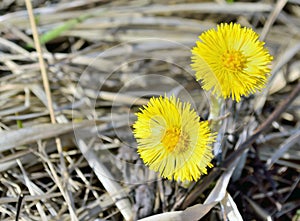 First flowers of mother-and-stepmother in early spring