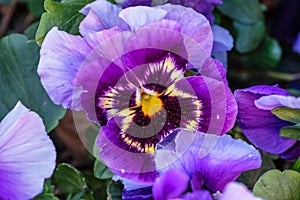 First flowers pansies of spring in the garden