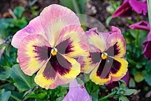 First flowers pansies of spring in the garden