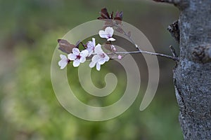 First flowers of prunus, false plum.