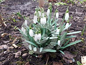 The first flowers snowdrops