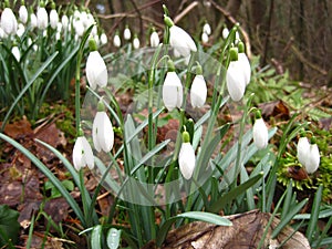 snowdrops. spring background