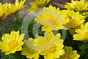 The first flowers in the spring. The plant is small, has large yellow cup-shaped flowers. First bees in flowers