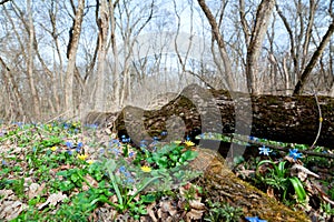 First flowers in the spring wood with bare trees against the blue sky. rainian forest full of yellow and blue colours