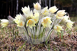 First flowers. Yellow snowdrops in the Siberian forest.