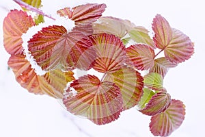 The first fluffy snow on the leaves of raspberry.