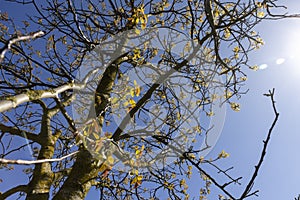 the first foliage on a walnut blooming with long flowers