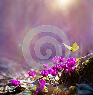 First Forest Spring Flowers and a Flying Butterfly Against the Background of the Morning Spring Forest with copy space: Spring