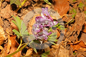 The first fragile flower from the alpine meadows and forests of the nature reserve