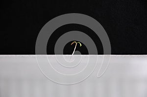 First fragile spring sprout